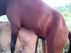 Rare zoo fetish clip footage of a athletic brown horse sliding its large knob in a ready mule 